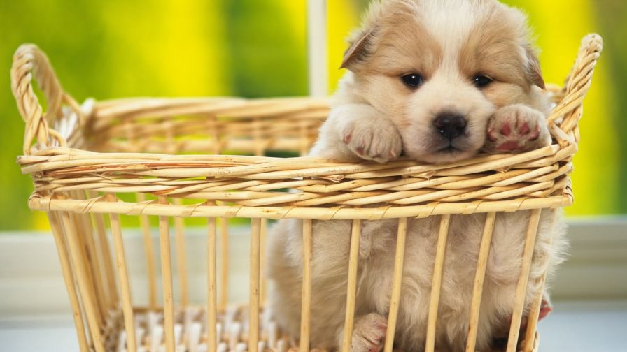 Cute Lonely Puppy Wallpaper 322