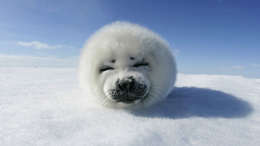 Cute Seal Animal Wallpaper 239
