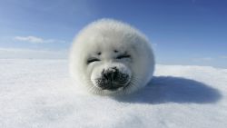 Cute Seal Animal Wallpaper 239