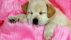 Cute Sleeping Puppy Wallpaper 170