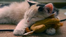 Cute Sleepy Kitten Wallpaper 465