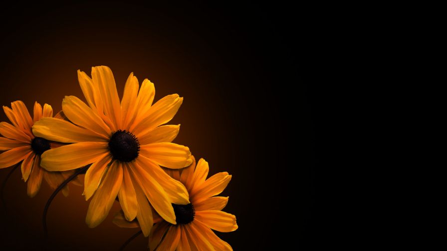 Dark Sunflower Nature Wallpaper 166