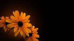 Dark Sunflower Nature Wallpaper 166