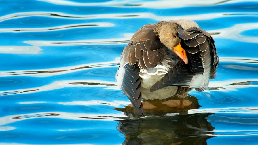 Duck on Water Wallpaper 848