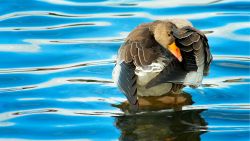 Duck on Water Wallpaper 848