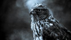 Eagle Bird Animal Wallpaper 990