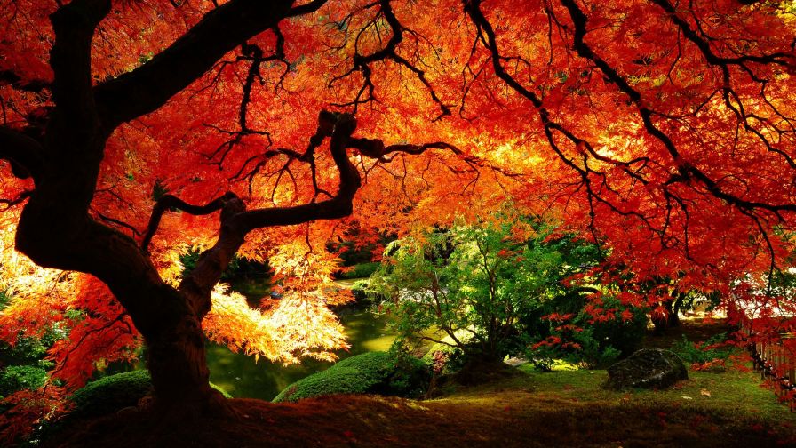 Fall Tree Nature Wallpaper 655