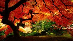 Fall Tree Nature Wallpaper 655