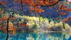 Fall Trees Reflection Wallpaper 344