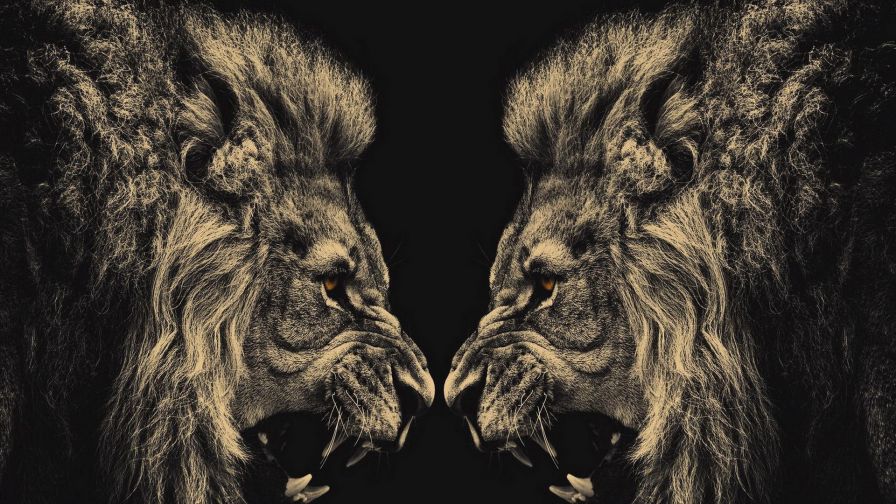 Fierce Lion Animal Wallpaper 392
