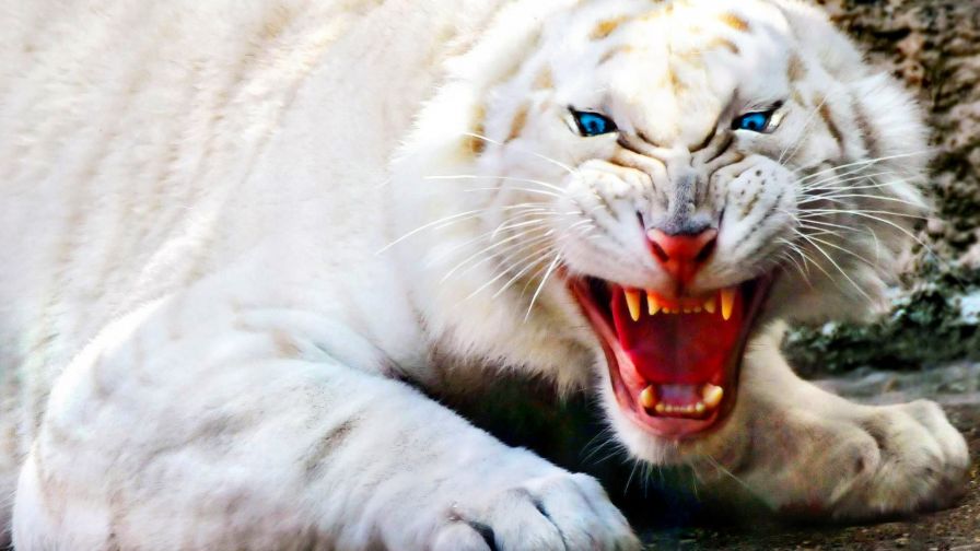 Fierce White Tiger Wallpaper 728