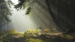 Forest Fog Nature Wallpaper 580