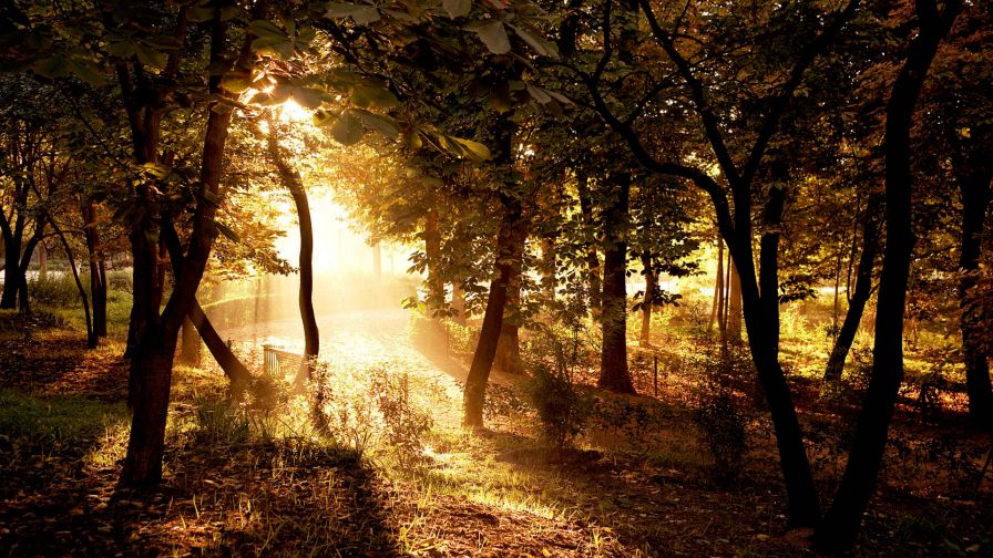 Forest Nature Sunlight Wallpaper 266