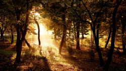 Forest Nature Sunlight Wallpaper 266