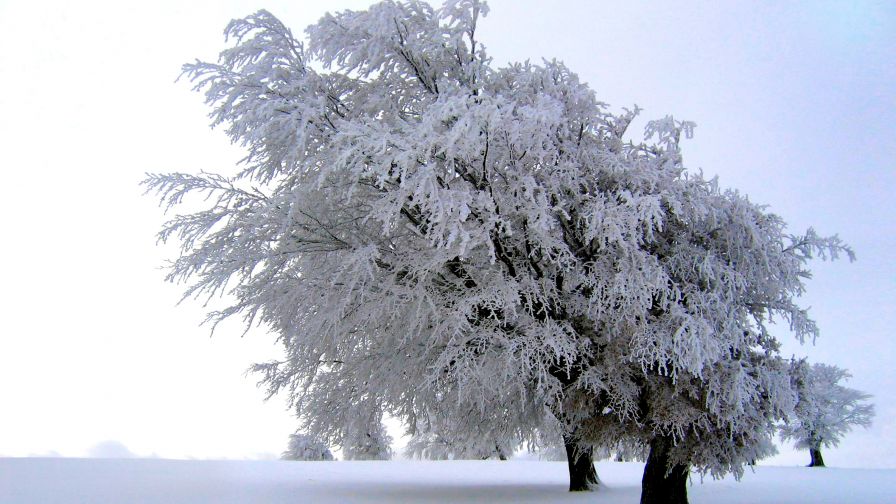 Frosty Tree Nature Wallpaper 471