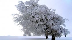 Frosty Tree Nature Wallpaper 471