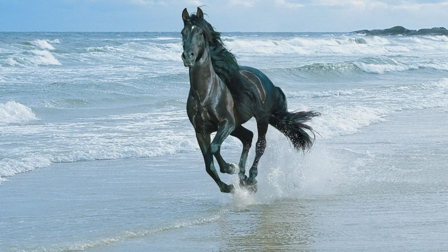 Galloping Horse Animal Wallpaper 187