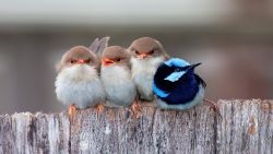 Group of Birds Wallpaper 897