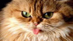 Grumpy Cat Animal Wallpaper 376