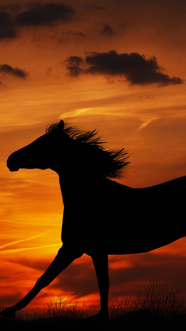 Horse Sunset Animal Wallpaper 682 iPhone 5/5S (& iPod ...