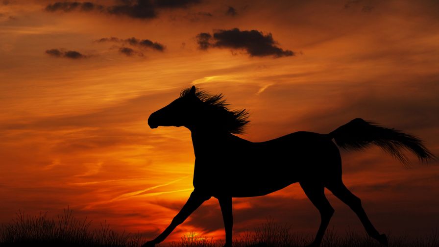 Horse Sunset Animal Wallpaper 682