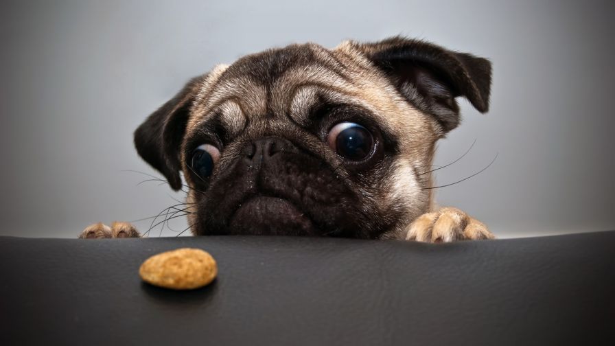 Hungry Pug Animal Wallpaper 003