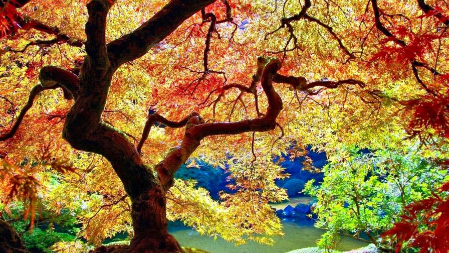 Japanese Tree Nature Wallpaper 825