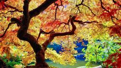 Japanese Tree Nature Wallpaper 825