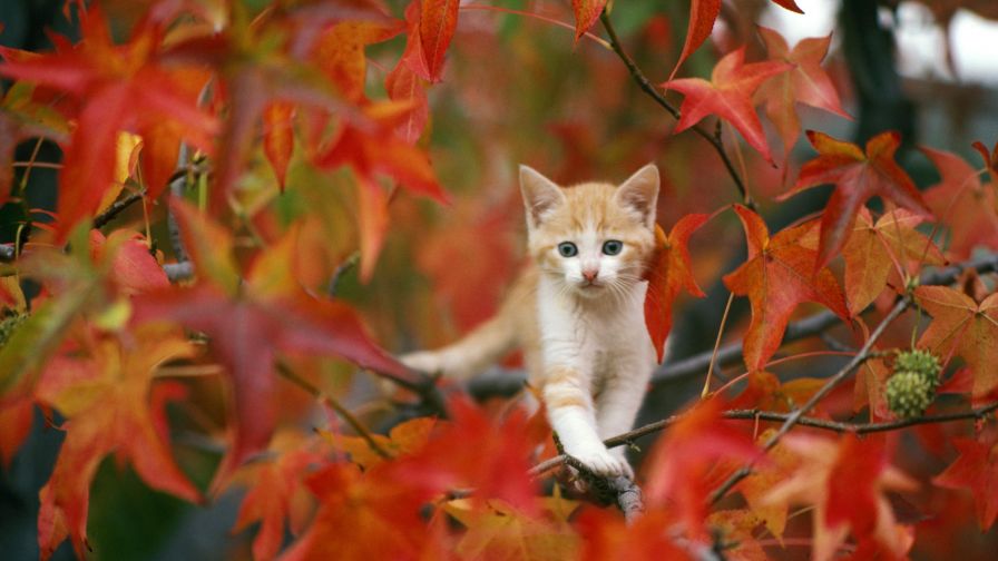 Kitten in Tree Wallpaper 132