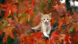 Kitten in Tree Wallpaper 132