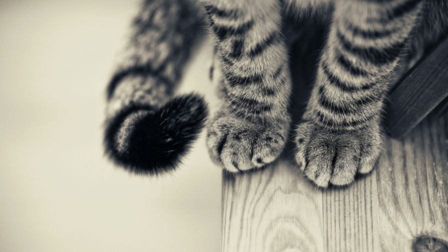 Kitten Paws Animal Wallpaper 896
