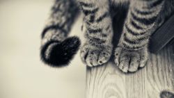 Kitten Paws Animal Wallpaper 896