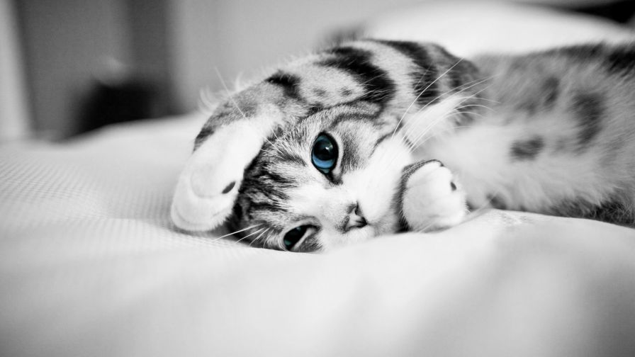 Lazy Kitten Animal Wallpaper 088