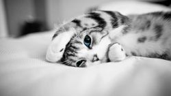 Lazy Kitten Animal Wallpaper 088