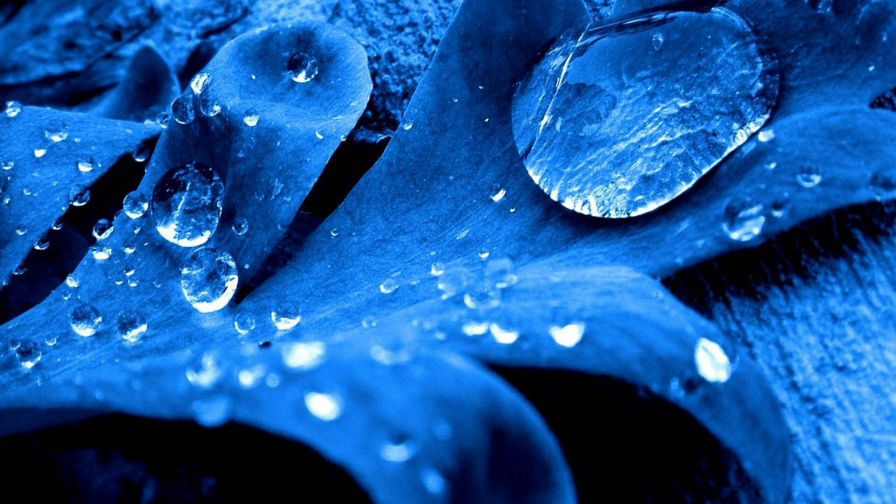 Leaf Waterdrop Nature Wallpaper 942