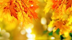 Leaves Fall Nature Wallpaper 464