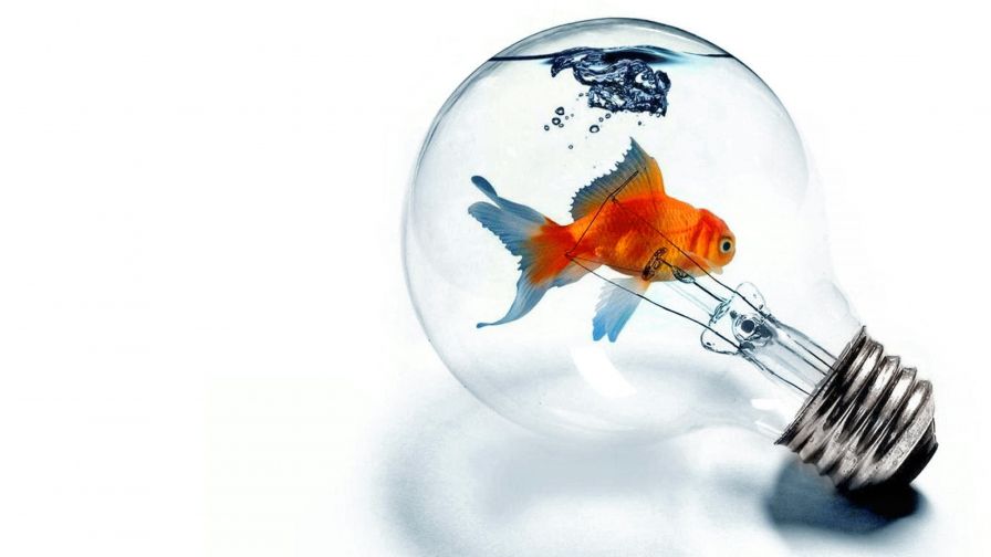 Light bulb Fish Animal Wallpaper 811