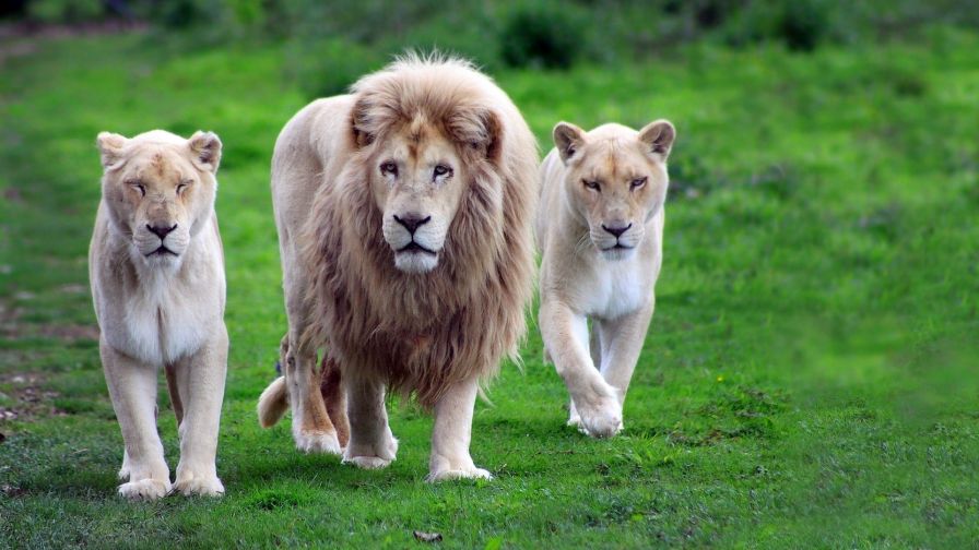 Lion Family Animal Wallpaper 648