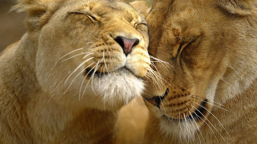 Lion Friends Animal Wallpaper 001