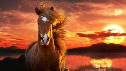 Majestic Horse Animal Wallpaper 167