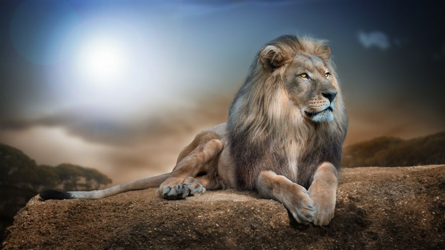 Majestic Lion Animal Wallpaper 760