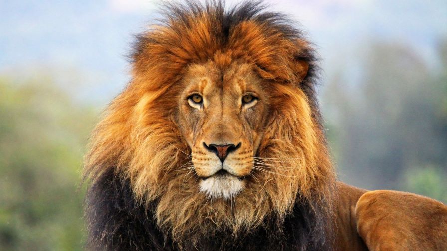 Mighty Lion Animal Wallpaper 147