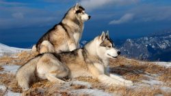 Mountain Wolf Animal Wallpaper 361