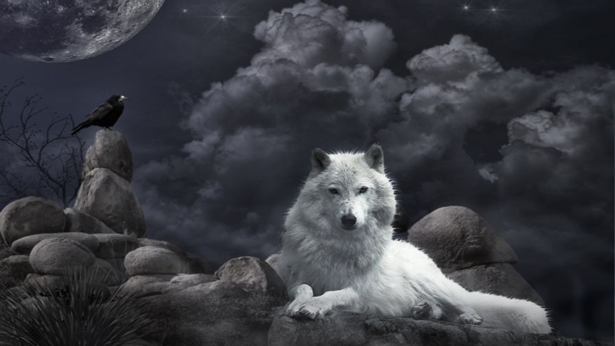 Night Wolf Clouds Wallpaper 636