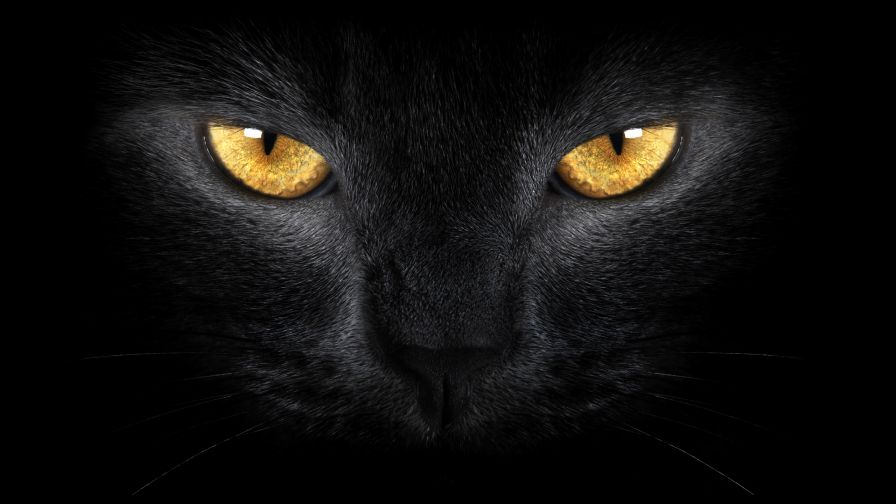 Orange Cat Eyes Wallpaper 846