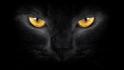 Orange Cat Eyes Wallpaper 846