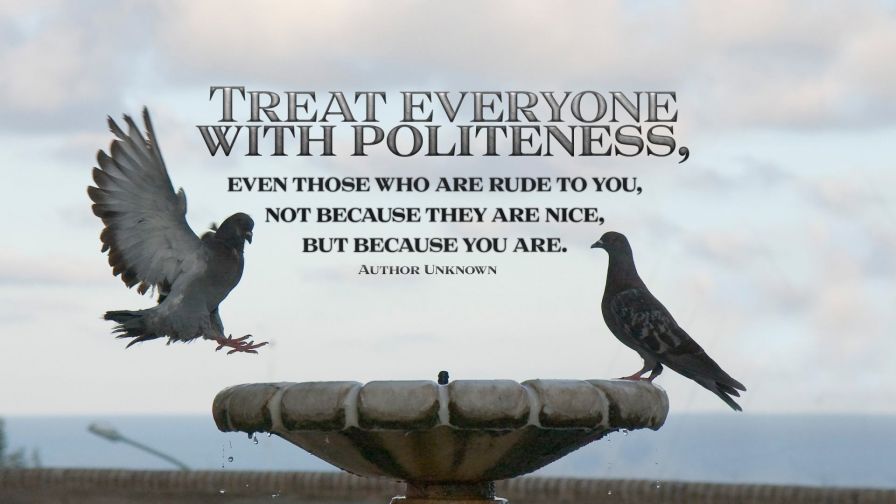Pigeon Motivational Quote Wallpaper 980