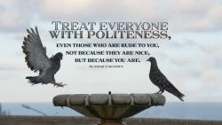 Pigeon Motivational Quote Wallpaper 980