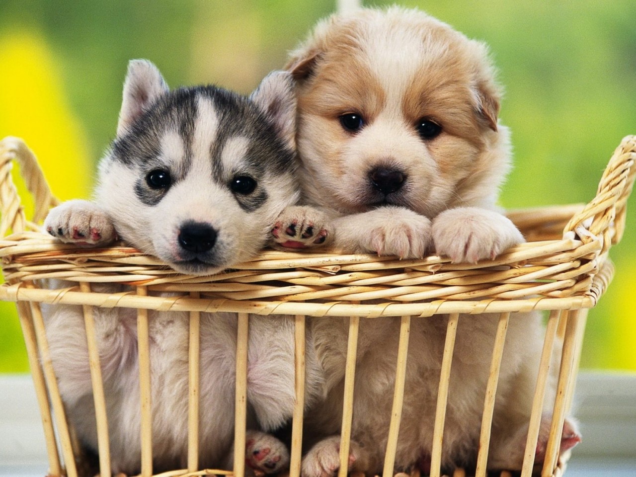 Puppy Basket Cute Wallpaper 564