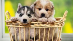 Puppy Basket Cute Wallpaper 564